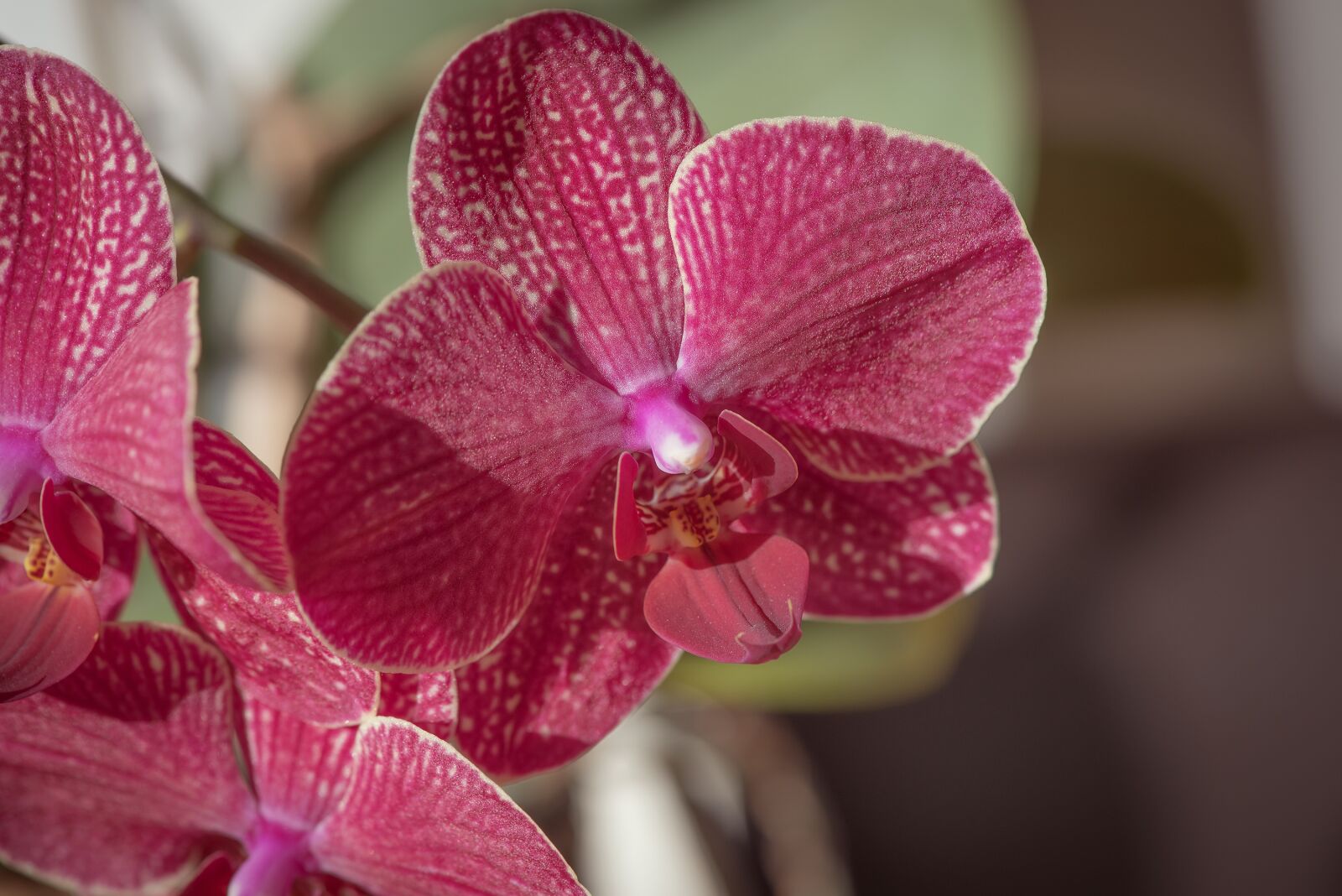 Nikon D750 sample photo. Orchid, blossom, bloom photography