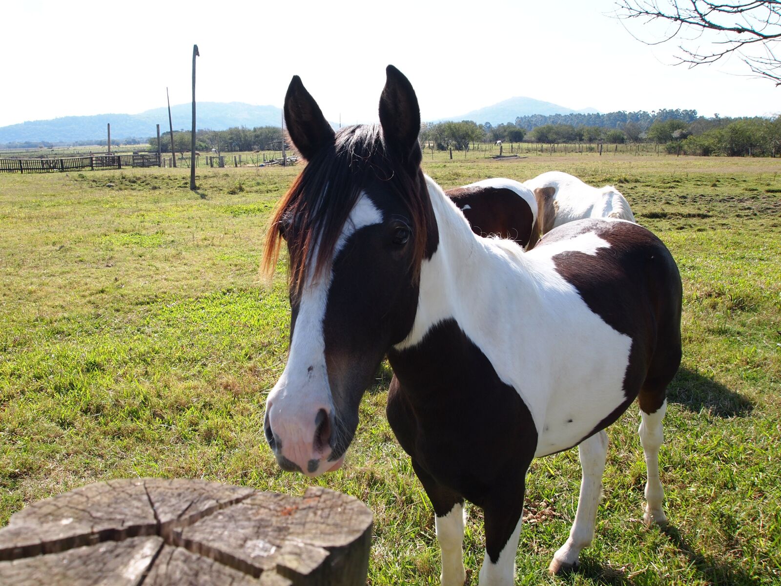 Olympus PEN E-PL1 sample photo. Horse, grass, farm photography