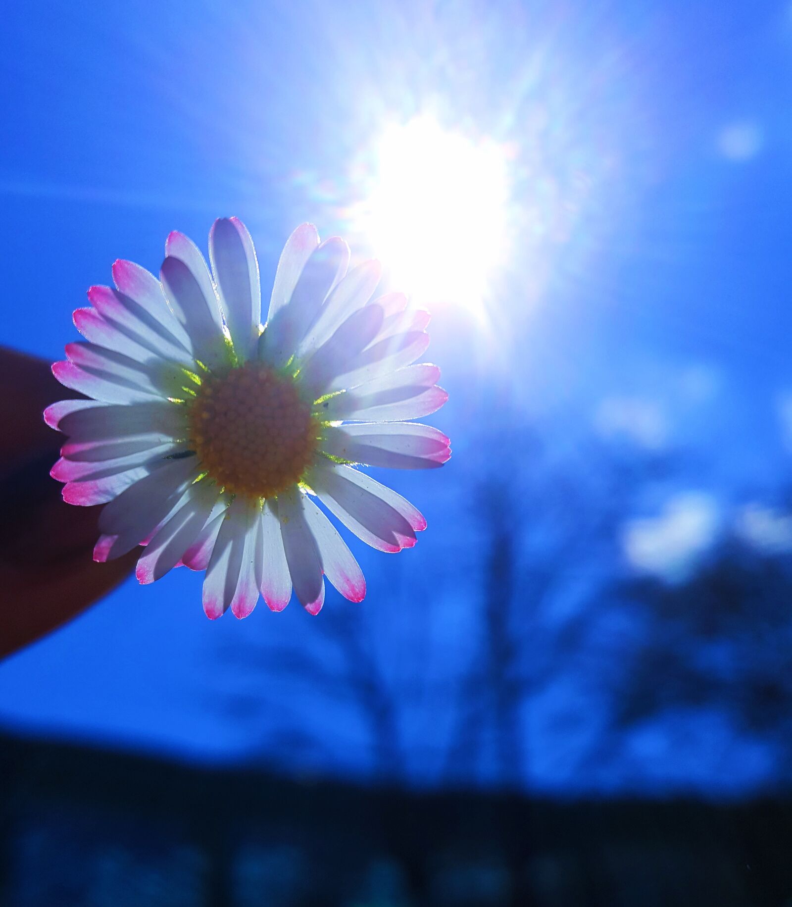 Samsung Galaxy S6 sample photo. Nature, flower, summer photography