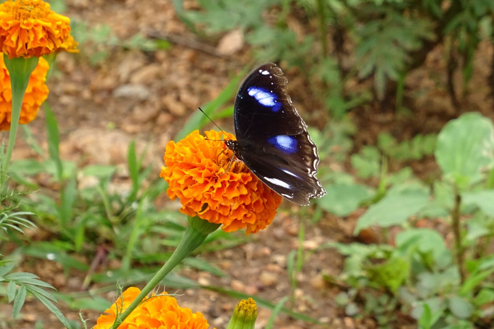 Sony DSC-HX60V sample photo. Danaid eggfly, tropical butterfly photography