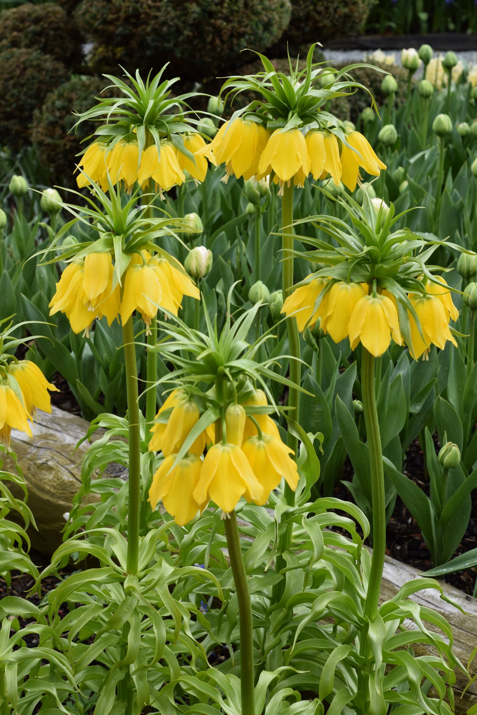 Nikon D3300 sample photo. Yellow, flower, spring photography