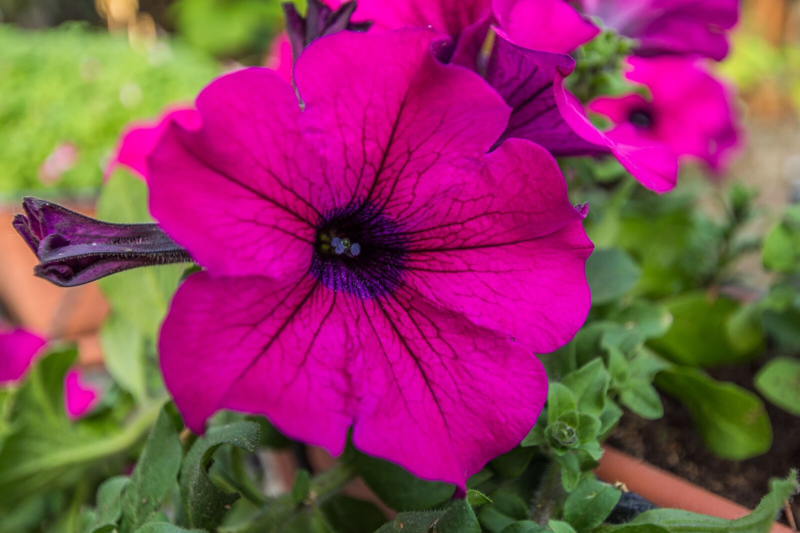 Nikon D7200 sample photo. Flower, exterior, violet photography