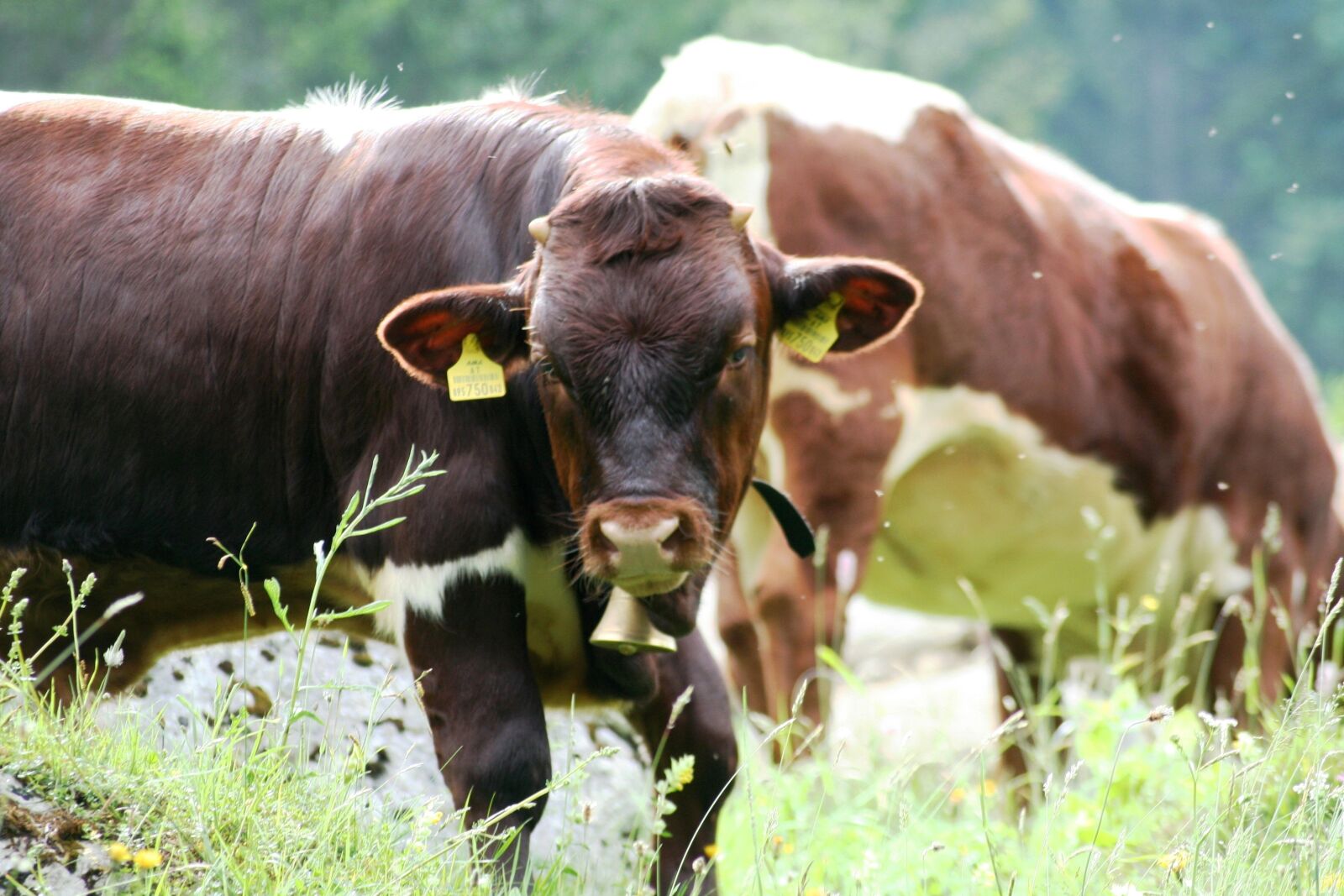 Canon EOS 350D (EOS Digital Rebel XT / EOS Kiss Digital N) sample photo. Cows, alm meadow, vacations photography
