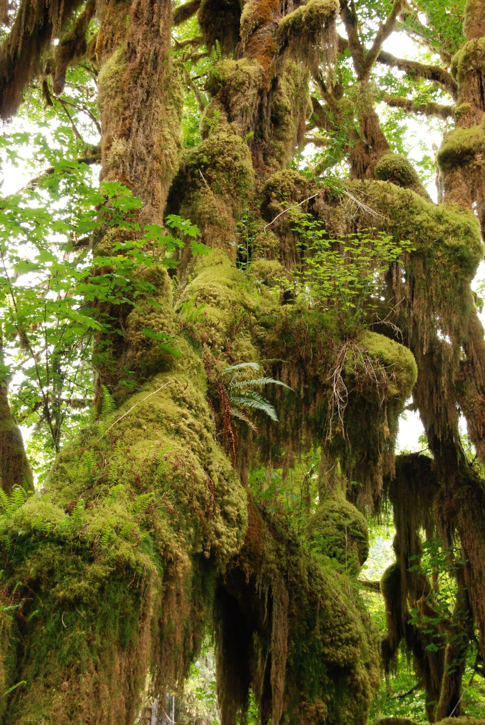 Nikon D80 sample photo. Rainforest, branch, tree photography