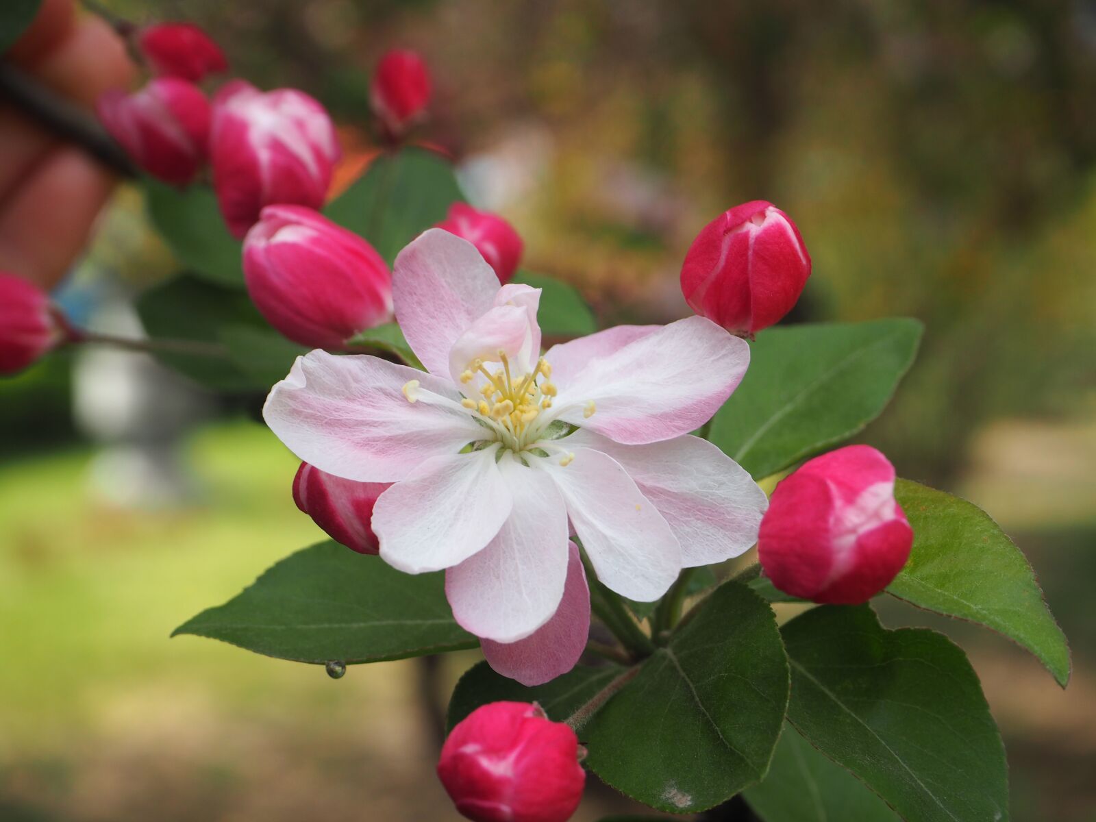 Olympus OM-D E-M10 sample photo. Begonia flower, spring, campus photography