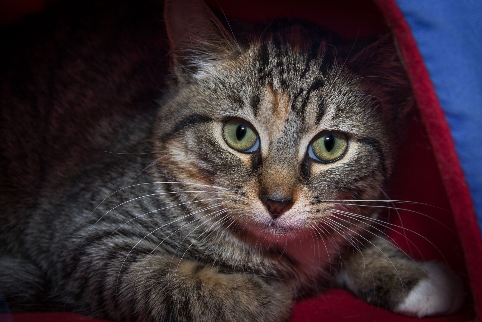 Canon EOS 600D (Rebel EOS T3i / EOS Kiss X5) sample photo. Cat, domestic cat, pet photography
