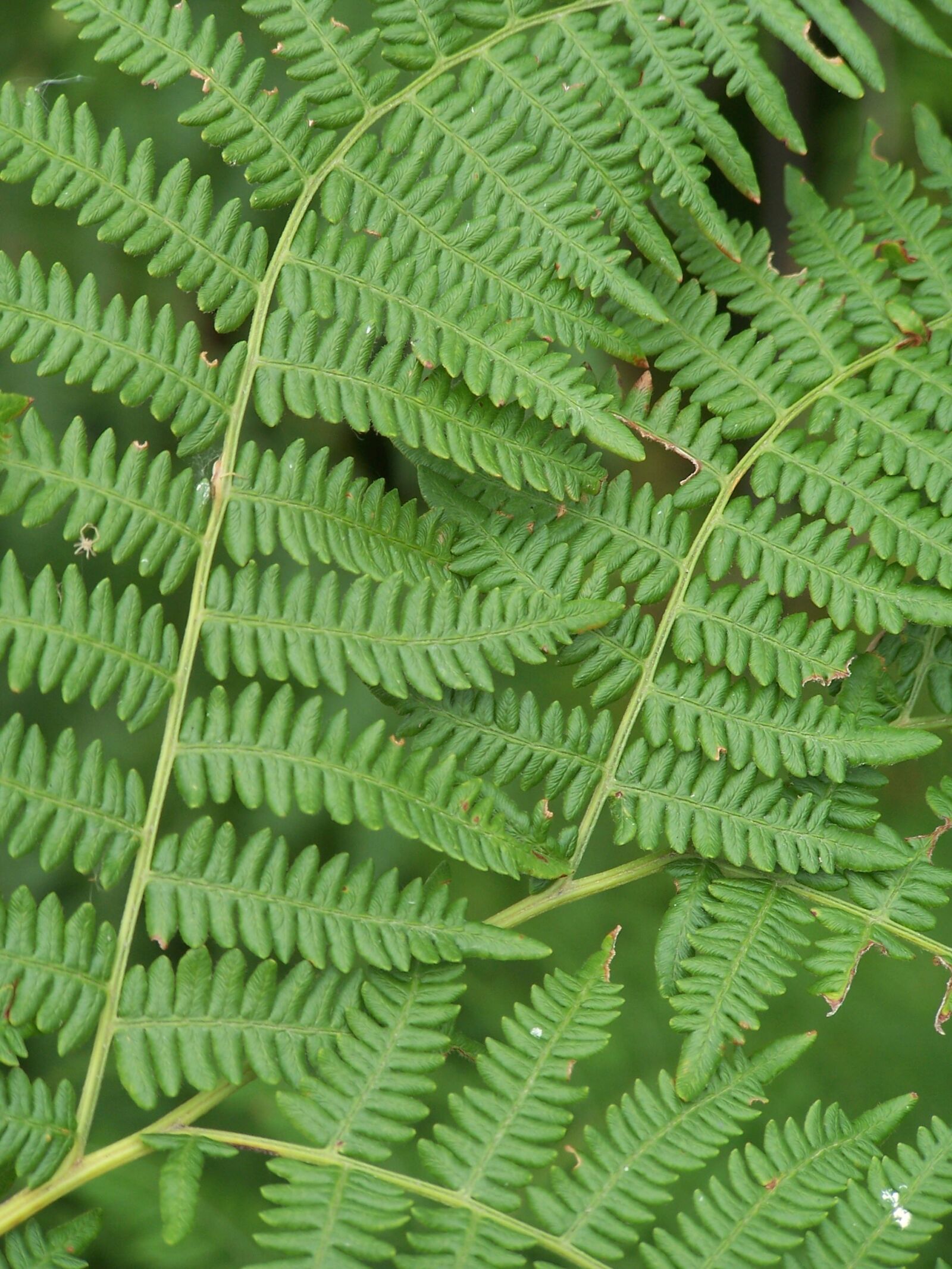 Kodak DX7590 ZOOM DIGITAL CAMERA sample photo. Fern, green, forest photography
