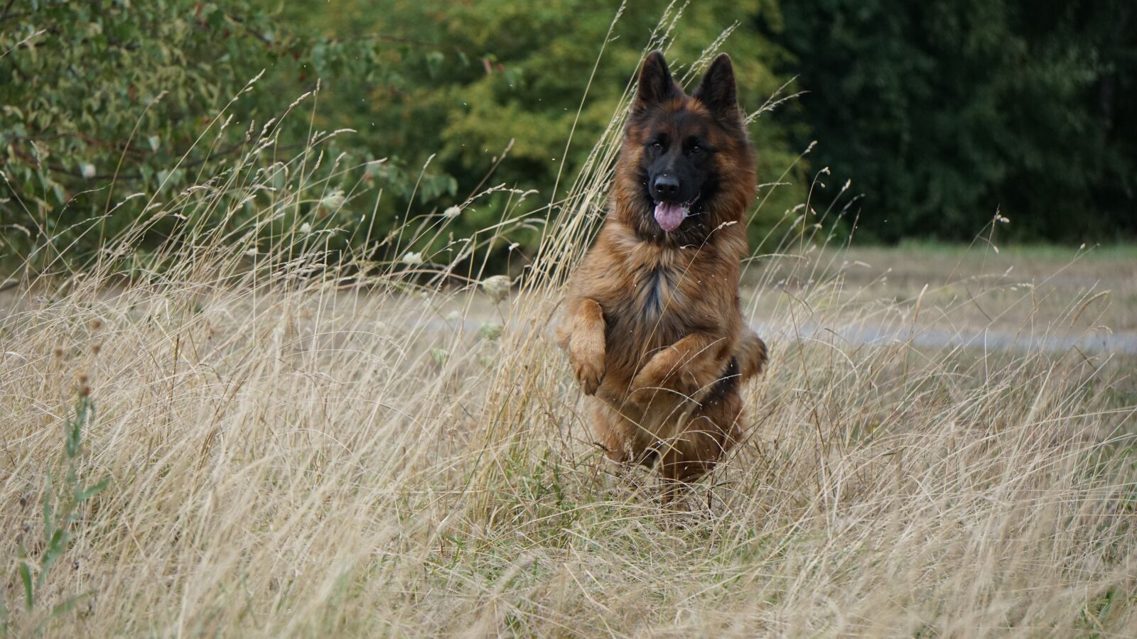 Sony a6000 sample photo. Dog, german shepherd, old photography