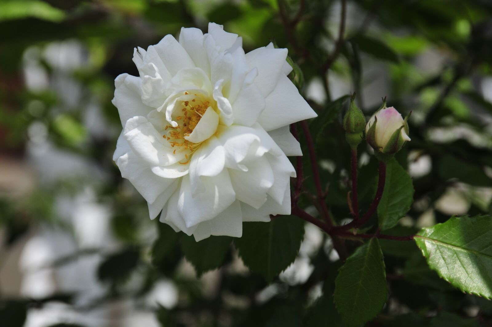 Nikon D300S sample photo. Rose, flower, love bloom photography