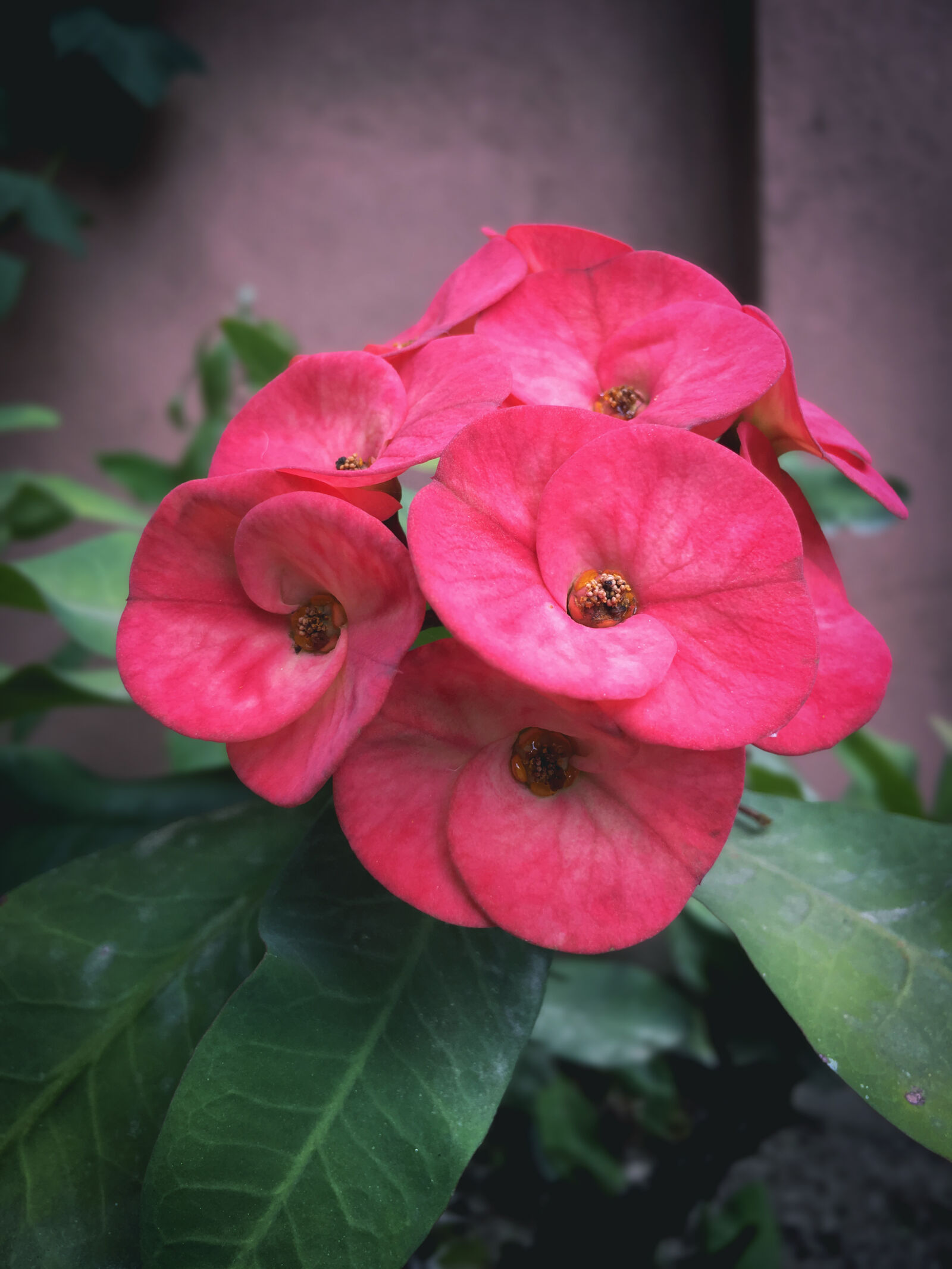 iPhone SE back camera 4.15mm f/2.2 sample photo. Flower photography