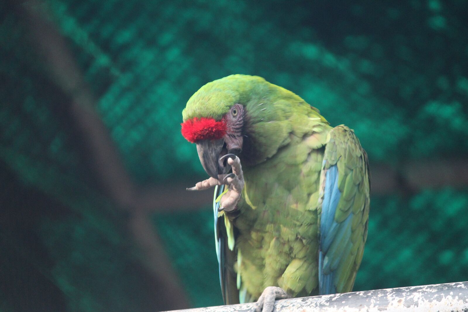 Canon EOS 1200D (EOS Rebel T5 / EOS Kiss X70 / EOS Hi) sample photo. Parrot, bird, animal photography