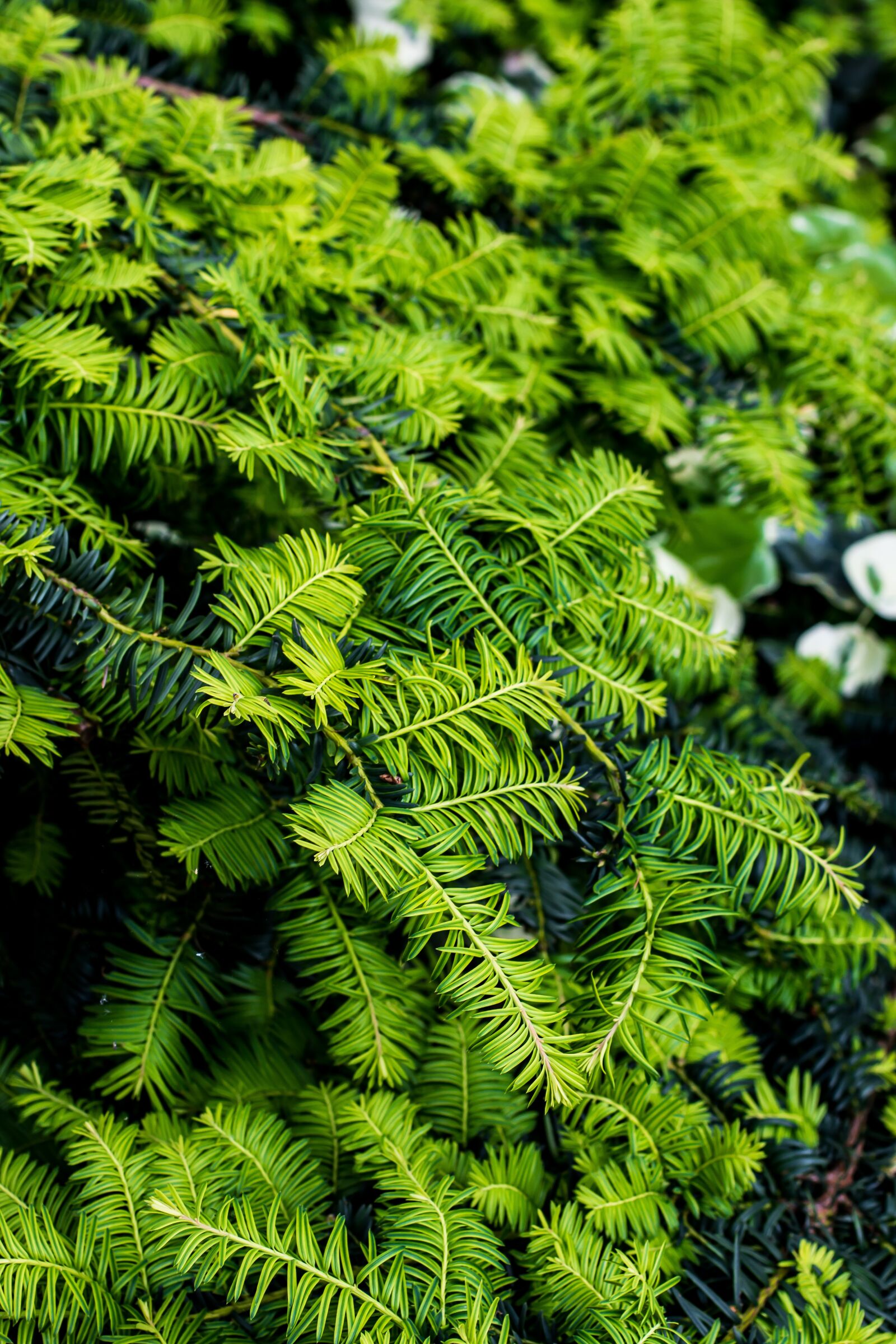 Canon EF 50mm F1.4 USM sample photo. Nature, plant, garden photography
