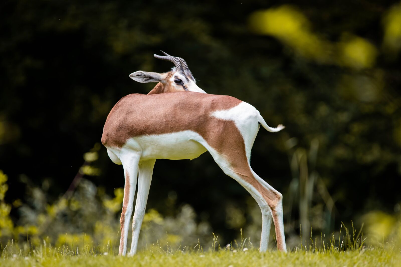 Nikon D850 sample photo. Gazelle, animal, safari photography