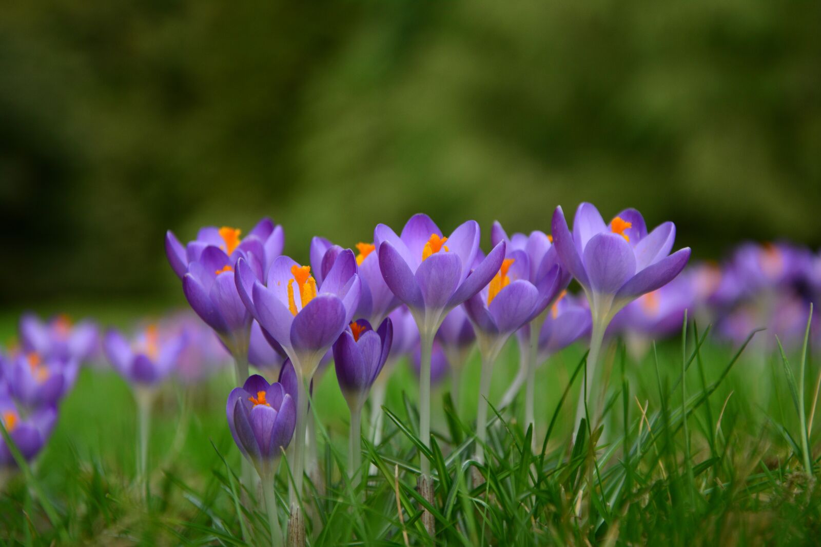 Nikon D5200 sample photo. Crocus, spring flowers, fr photography