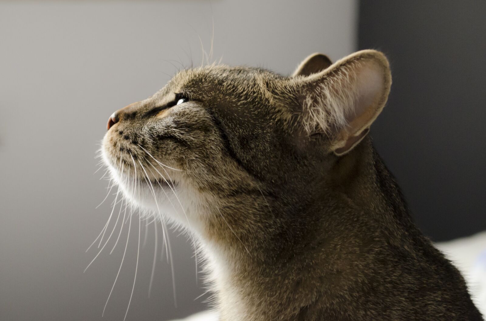 Nikon D5100 sample photo. Cat, kitten, domestic cat photography