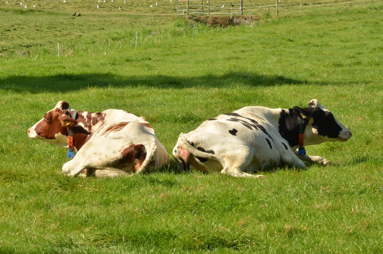 Nikon D7000 sample photo. Cow, mammal, farm photography