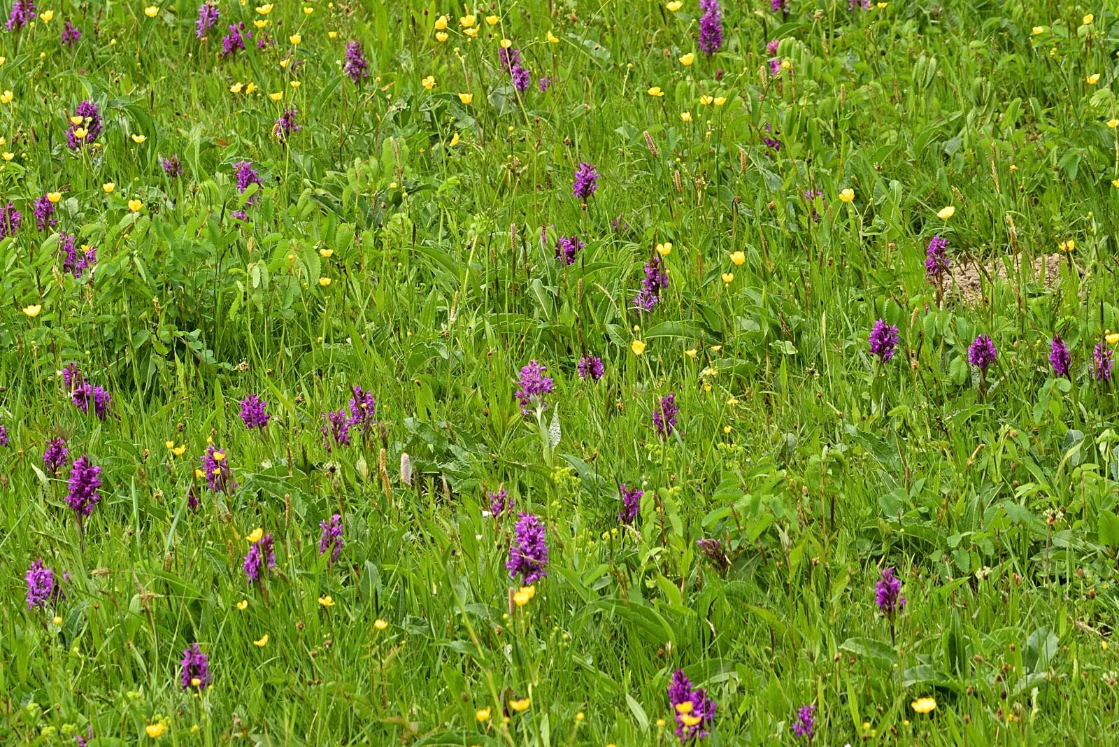 Nikon D5200 sample photo. Orchids, orchid, nature conservation photography
