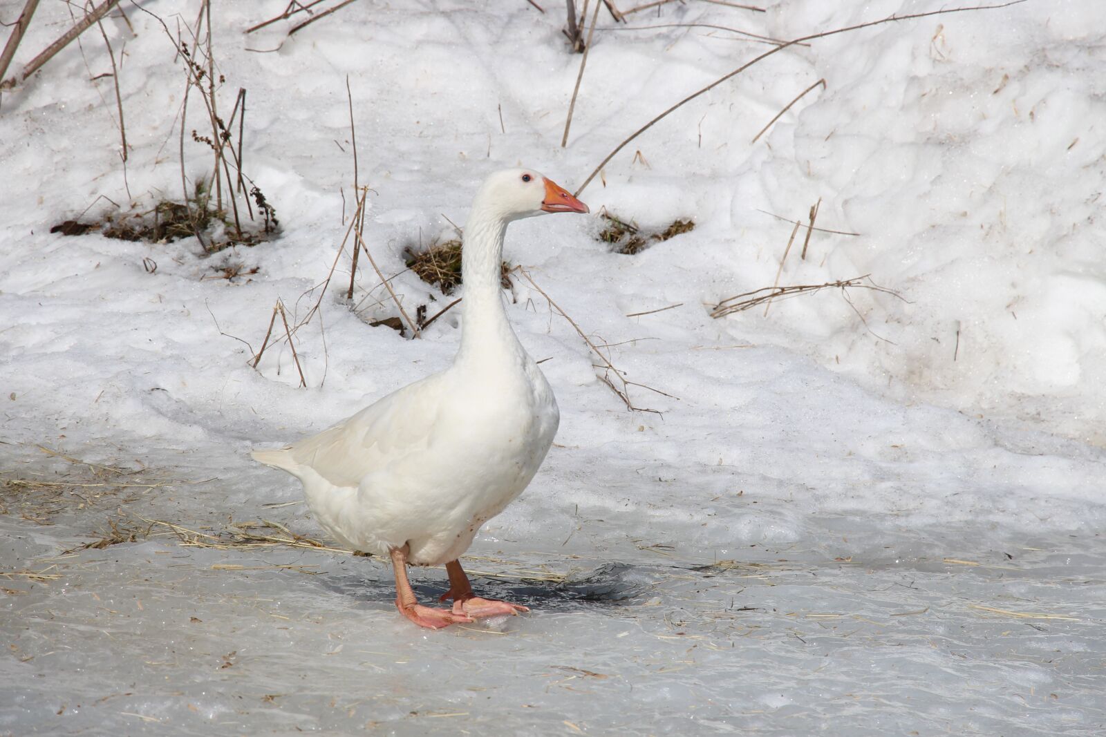 Canon EOS 700D (EOS Rebel T5i / EOS Kiss X7i) + Canon EF-S 18-135mm F3.5-5.6 IS STM sample photo. Goose, bird, snow photography