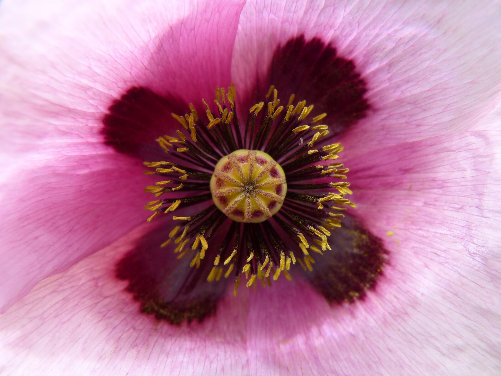 Panasonic DMC-FZ62 sample photo. Poppy drunk, poppy white photography