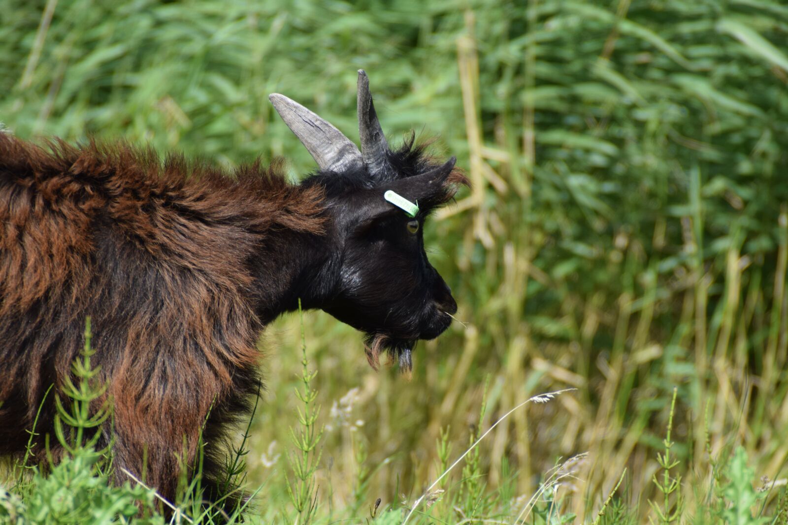 Nikon D3300 sample photo. Goat, goats, cattle photography
