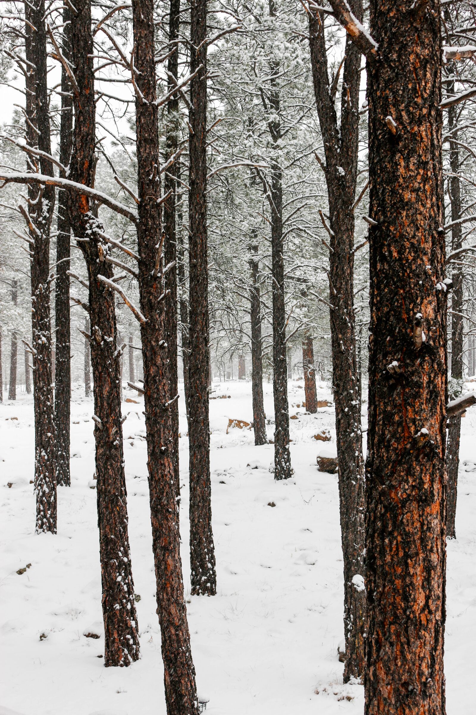 Canon EOS 70D sample photo. Trees, winter, snow photography
