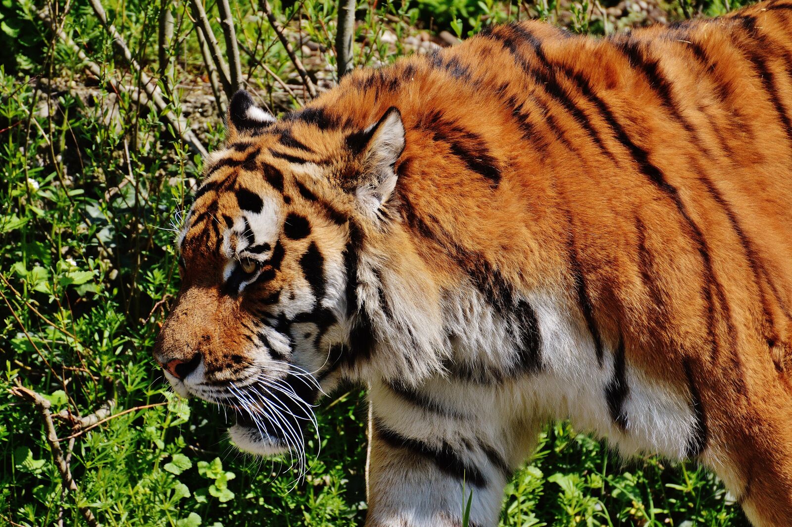 Nikon D3200 sample photo. Tiger, predator, fur photography