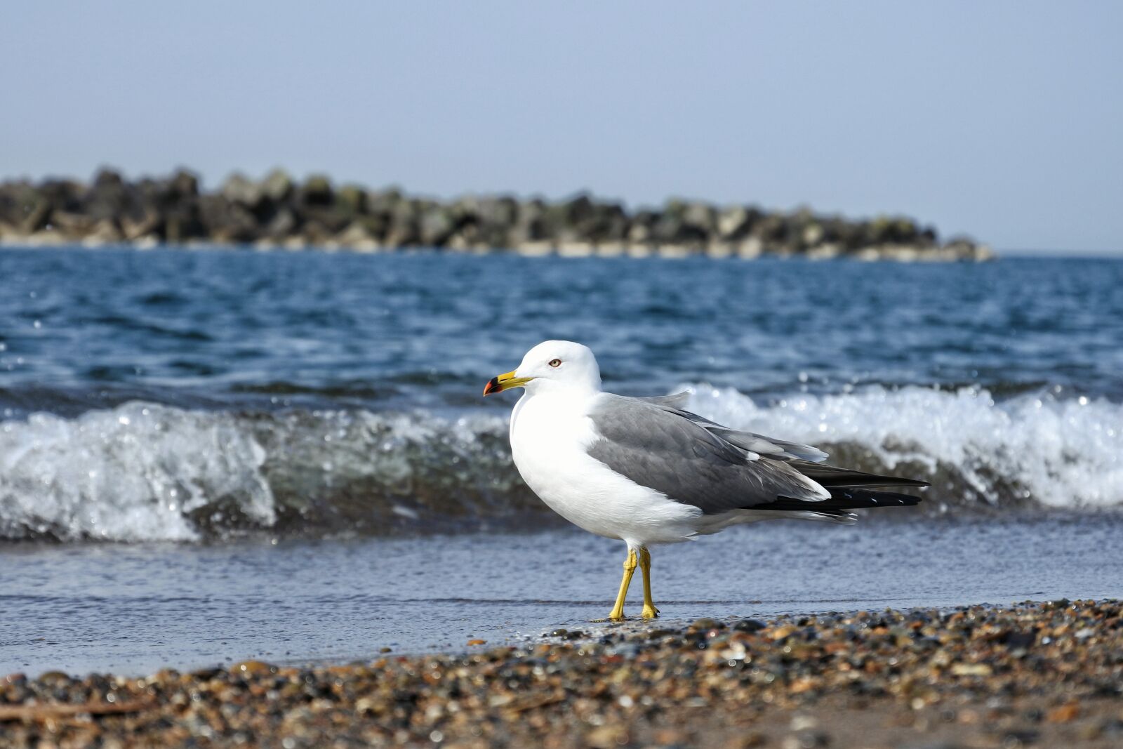 Nikon 1 Nikkor VR 30-110mm F3.8-5.6 sample photo. Animal, sea, beach photography