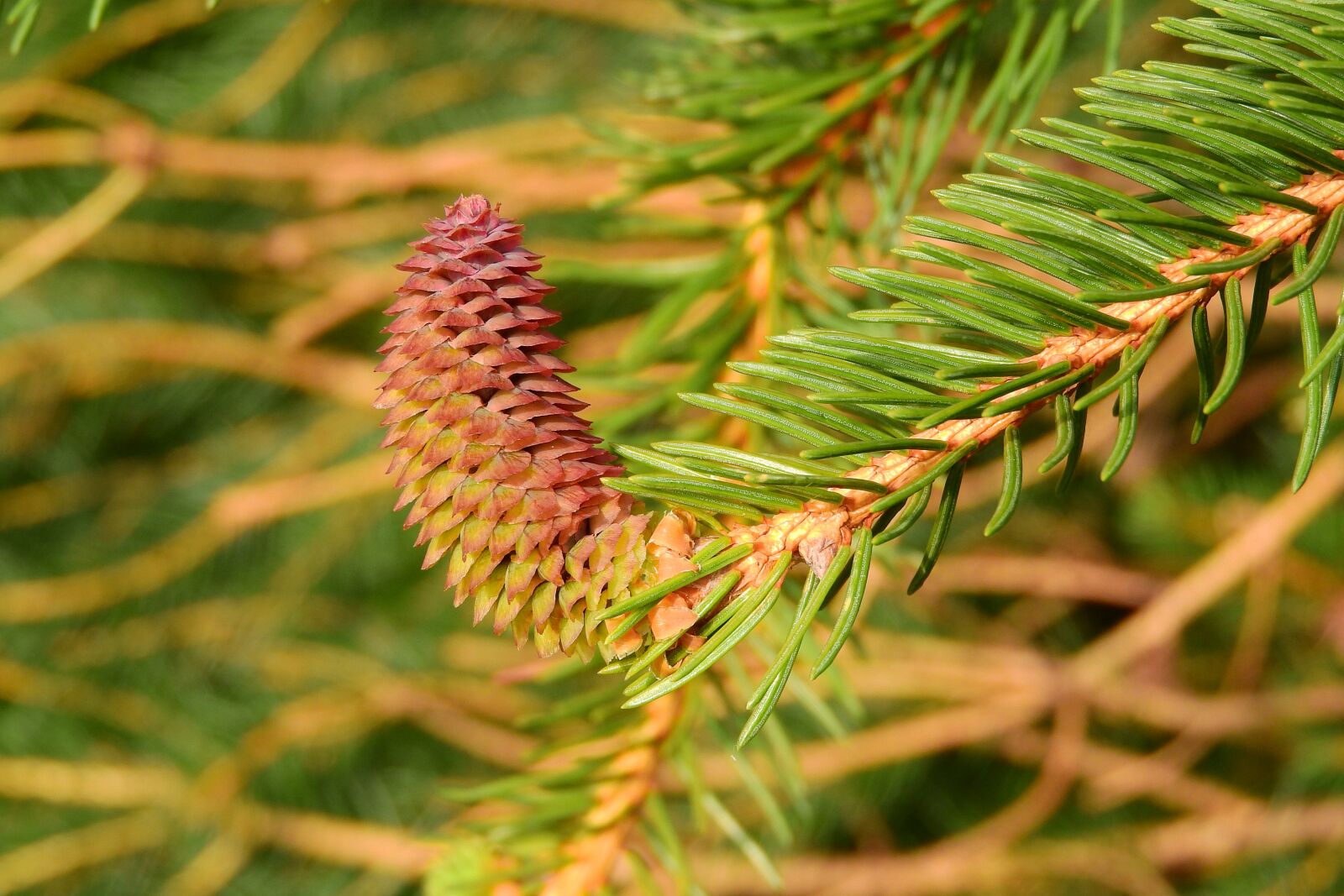 Nikon Coolpix P610 sample photo. Pine cones, young cones photography