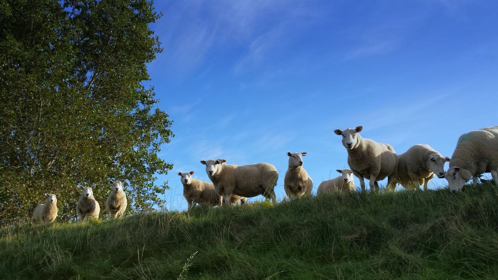 Samsung Galaxy S4 sample photo. Sheep, summer, landscape photography