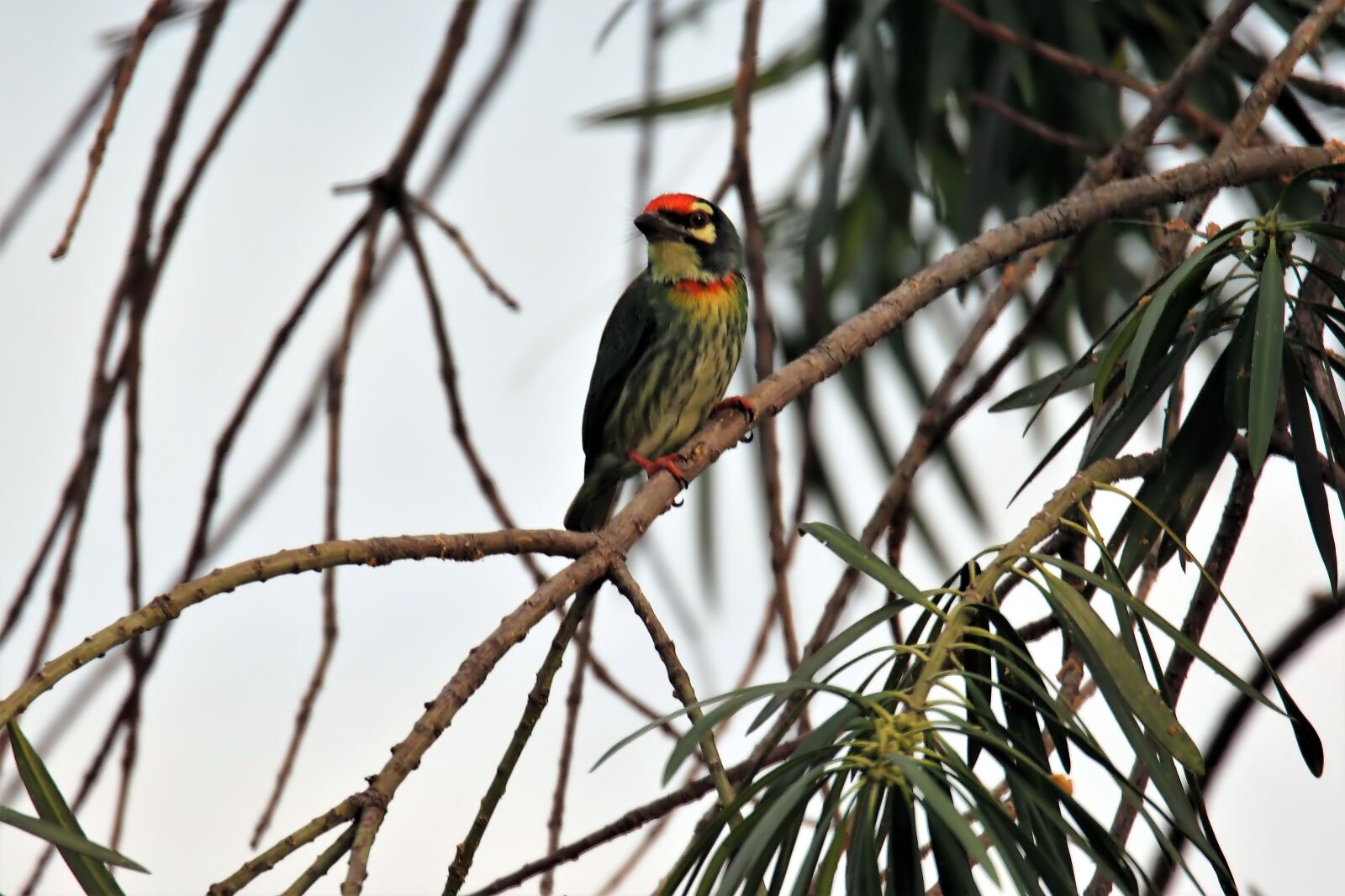 Olympus OM-D E-M1 sample photo. Bird, wildlife, nature photography