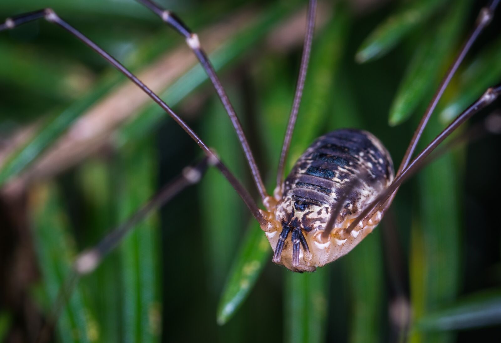 #124 65/2.8 sample photo. Macro, spider, arachnids photography
