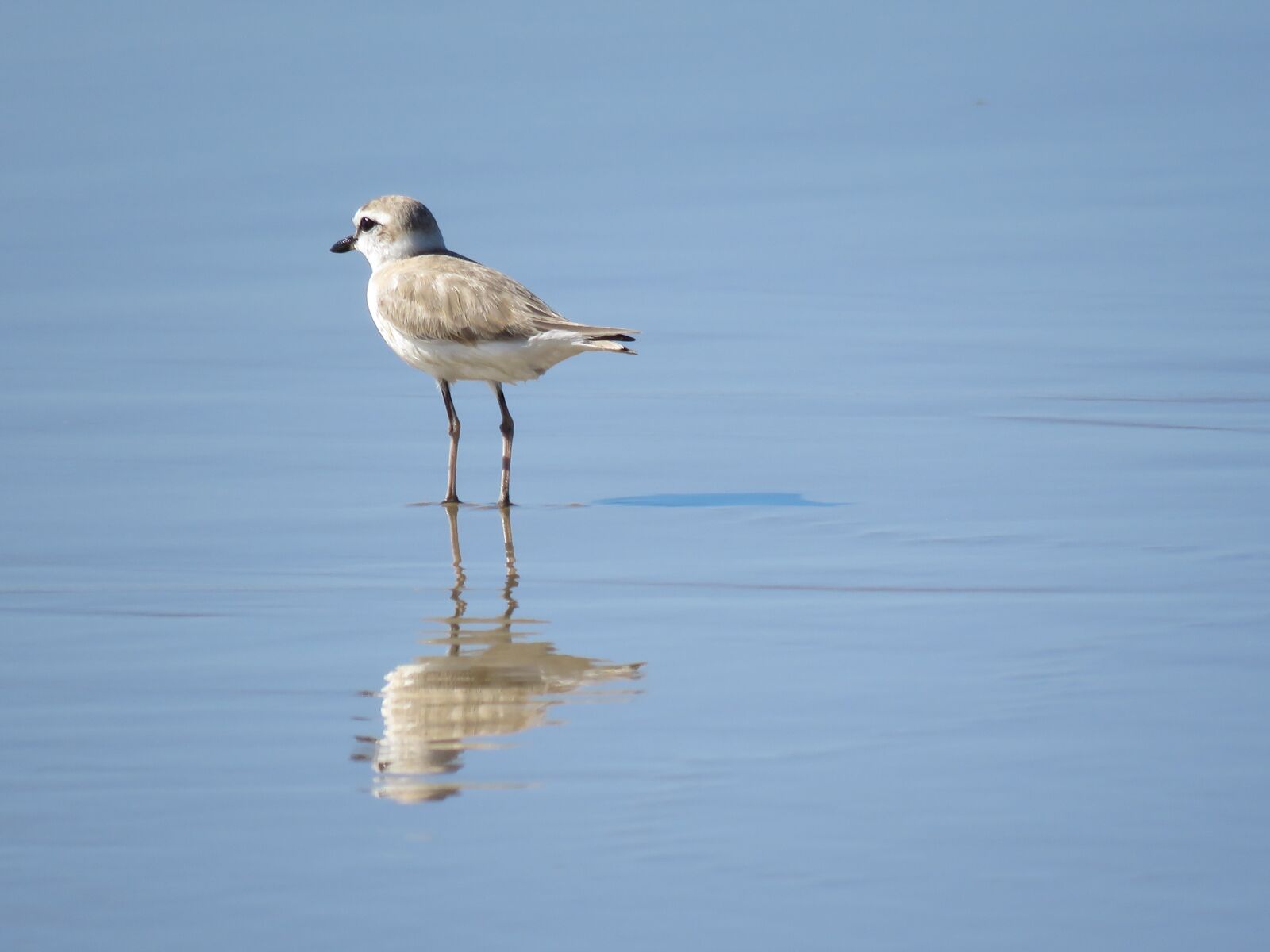 Canon PowerShot SX60 HS sample photo. Wader, bird, mozambique photography