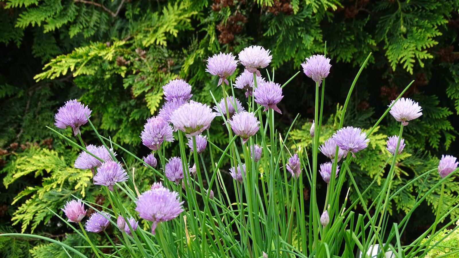 Sony Cyber-shot DSC-HX350 sample photo. Chives, herb, herbs photography