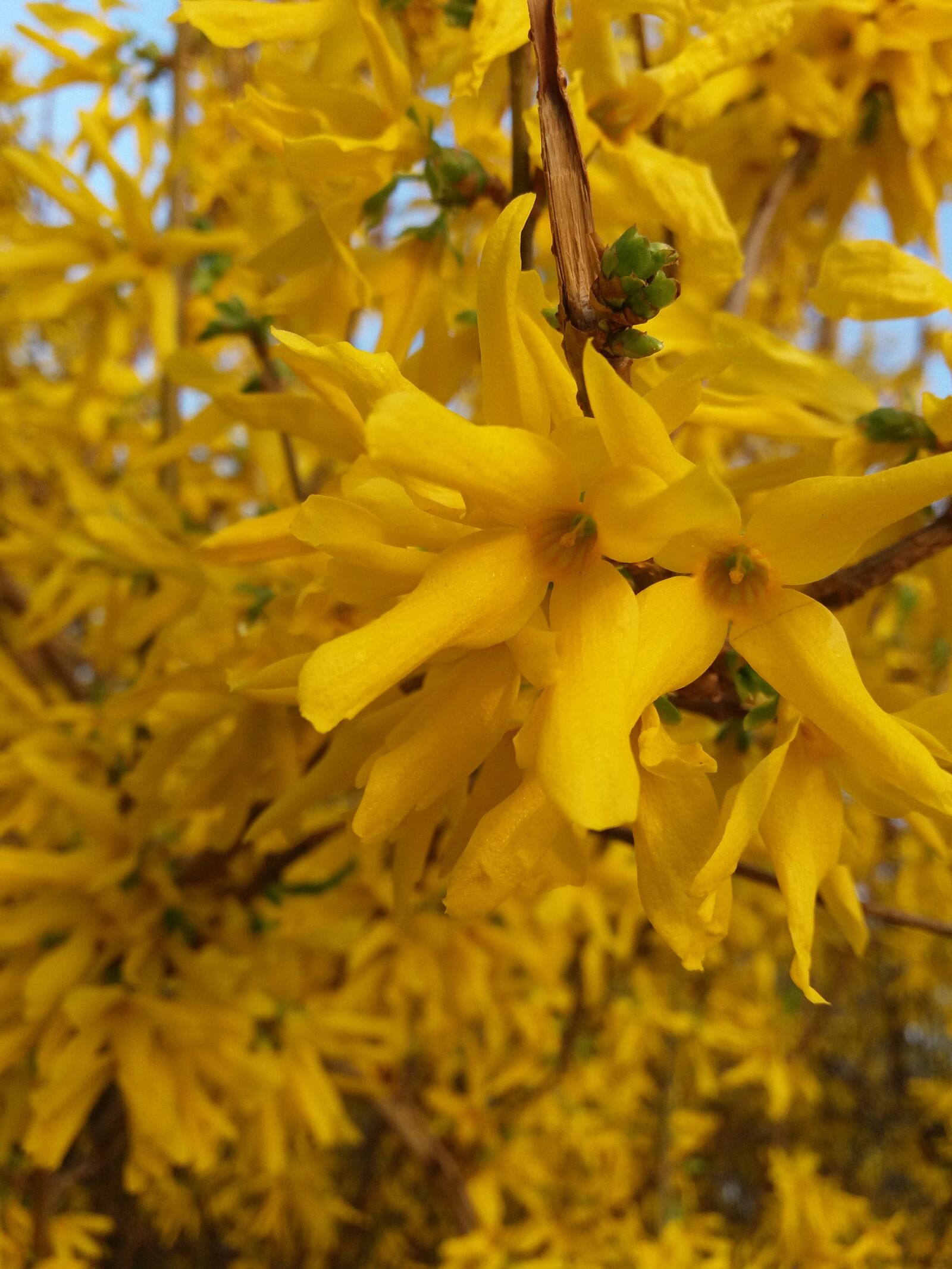 Samsung Galaxy J5 sample photo. Yellow, kvіtka, spring photography