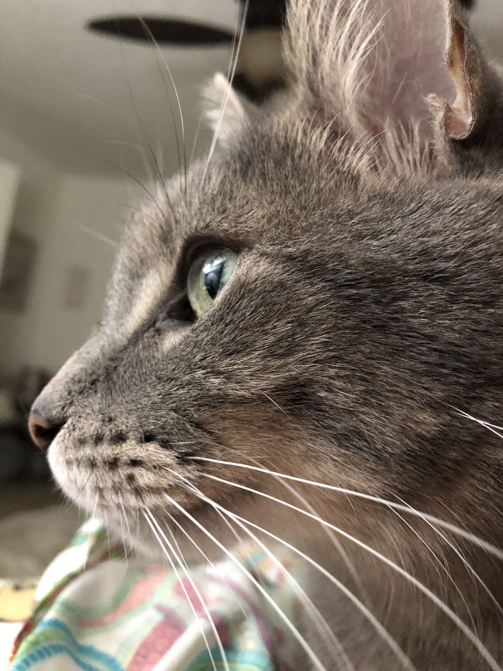 Apple iPhone 8 Plus sample photo. Cat, whiskers, profile photography