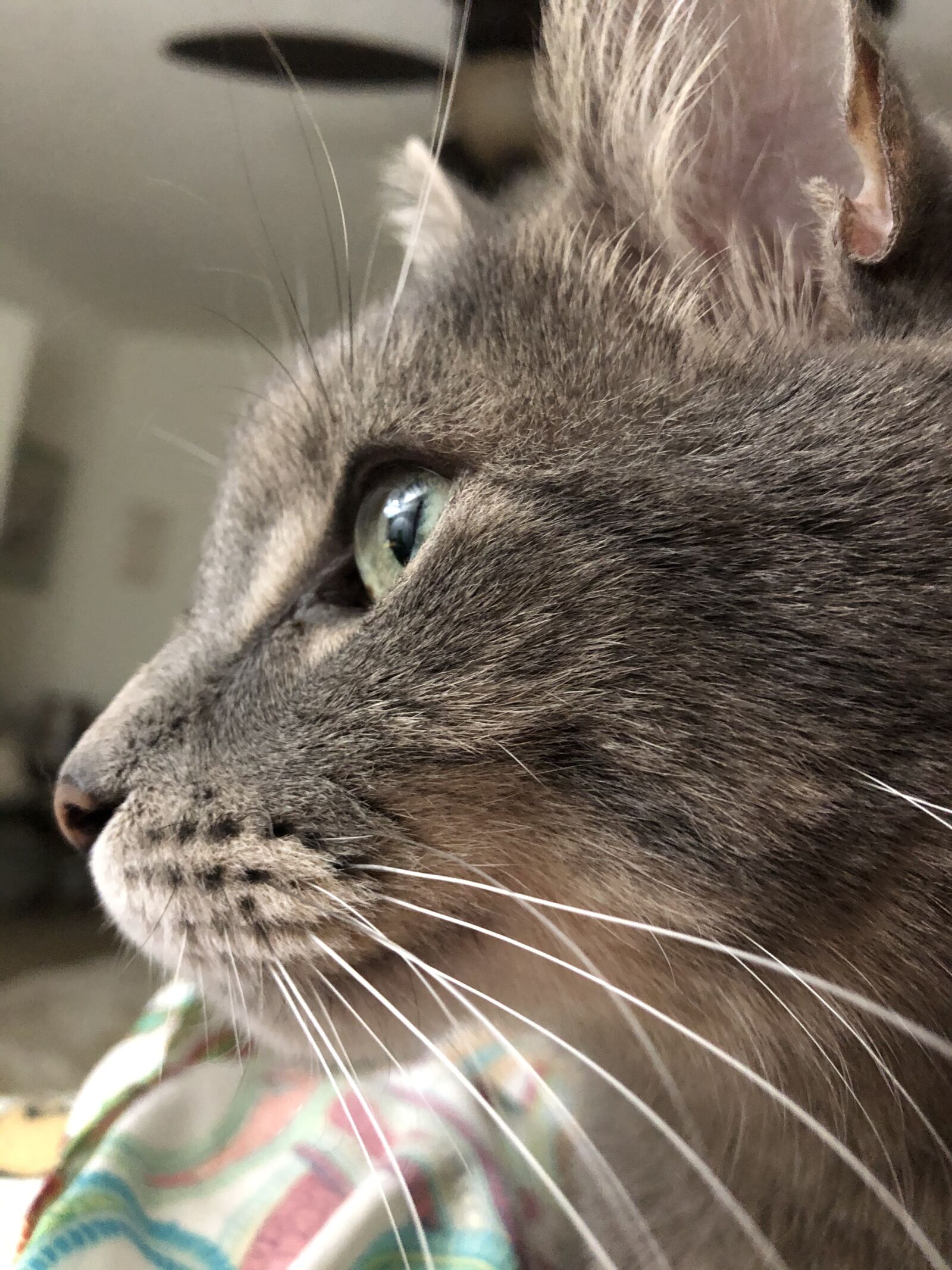 iPhone 8 Plus back dual camera 3.99mm f/1.8 sample photo. Cat, whiskers, profile photography