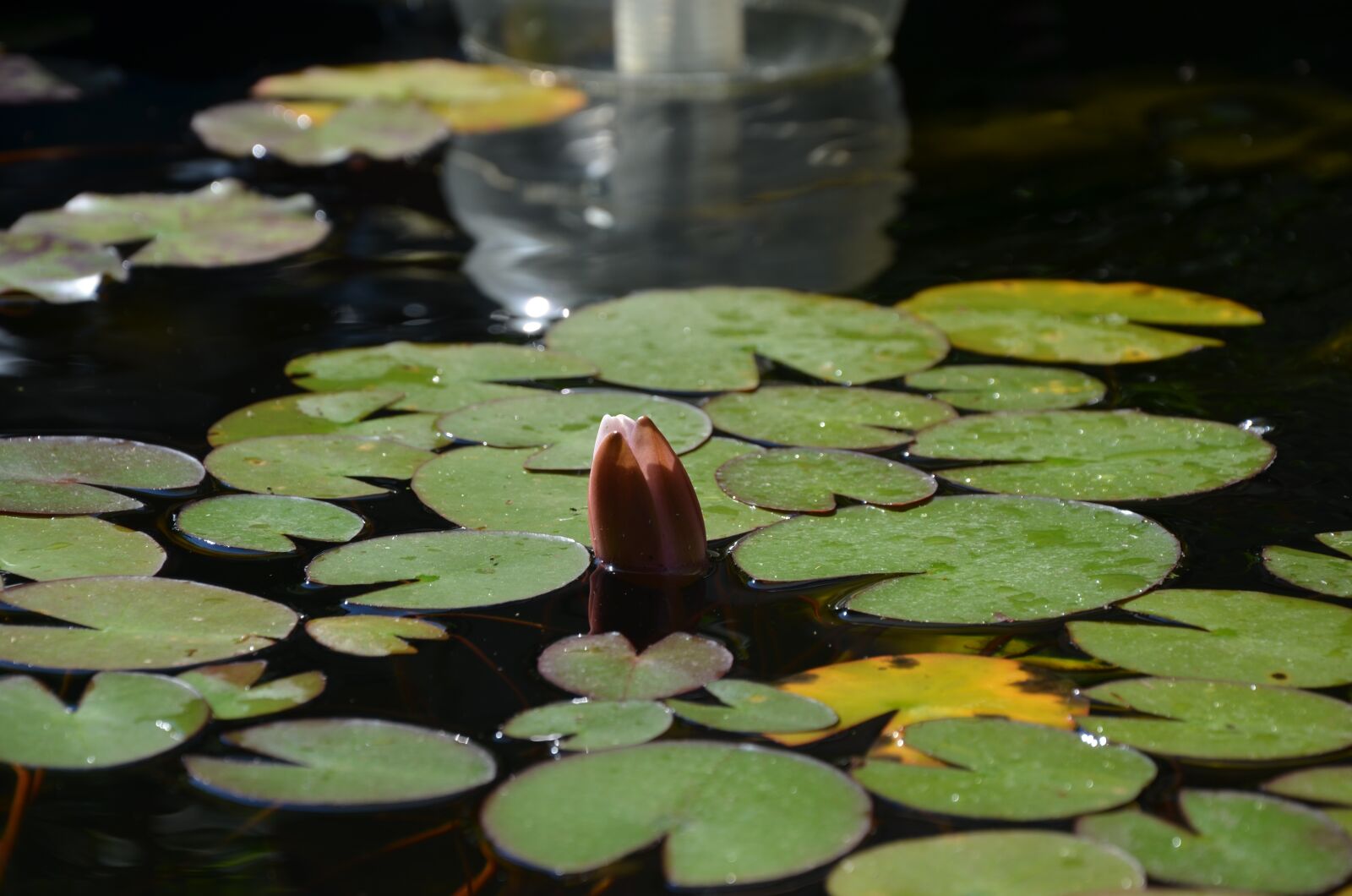 Nikon D5100 sample photo. Water lily, pond, water photography