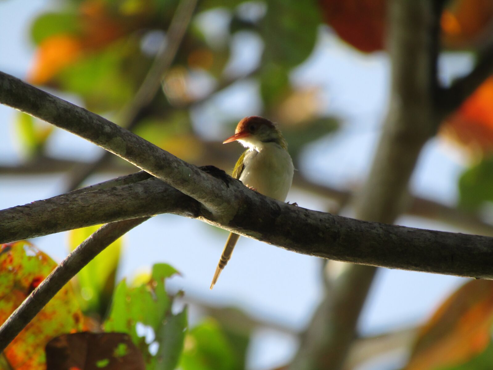 Canon POWERSHOT SX430 IS sample photo. Bird, wildlife, animal photography