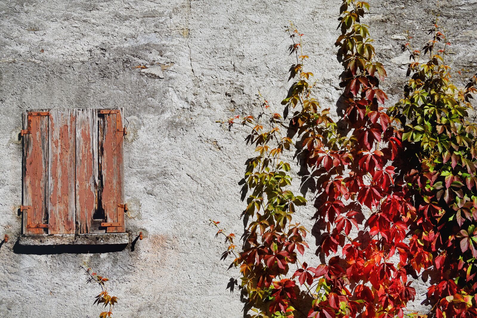 Sony DT 55-300mm F4.5-5.6 SAM sample photo. Grapevine, wine partner, autumn photography