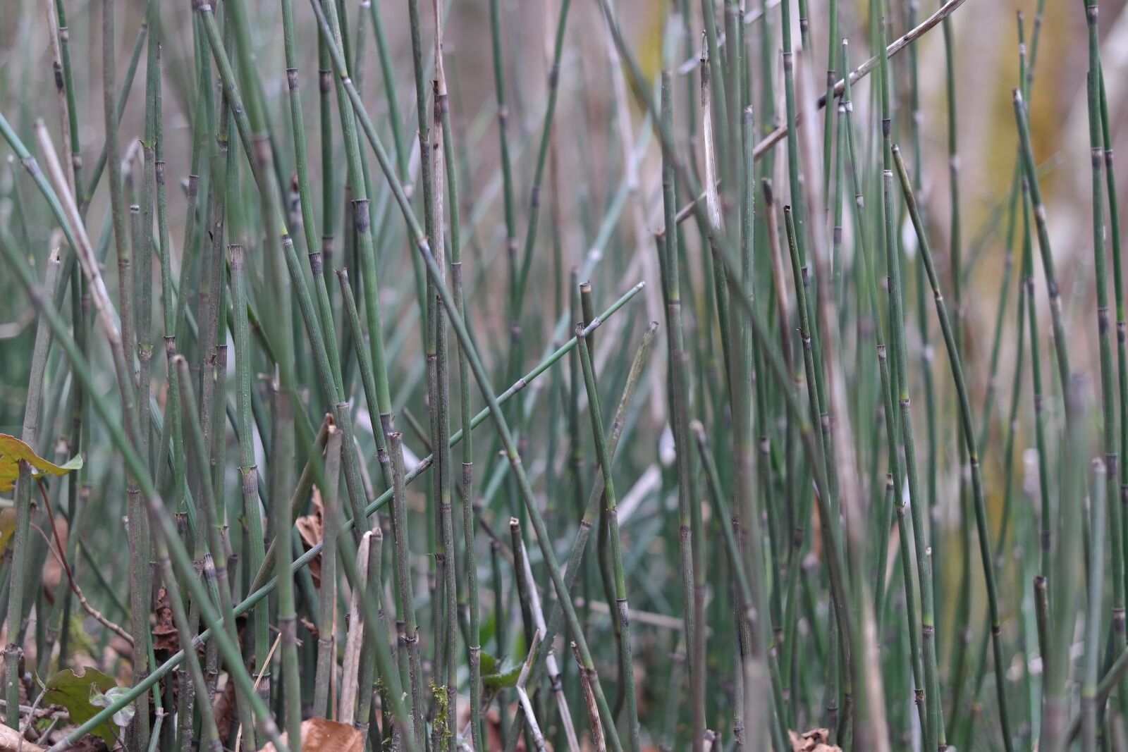Samsung NX300 sample photo. Horsetail, winter horsetail, equisetum photography