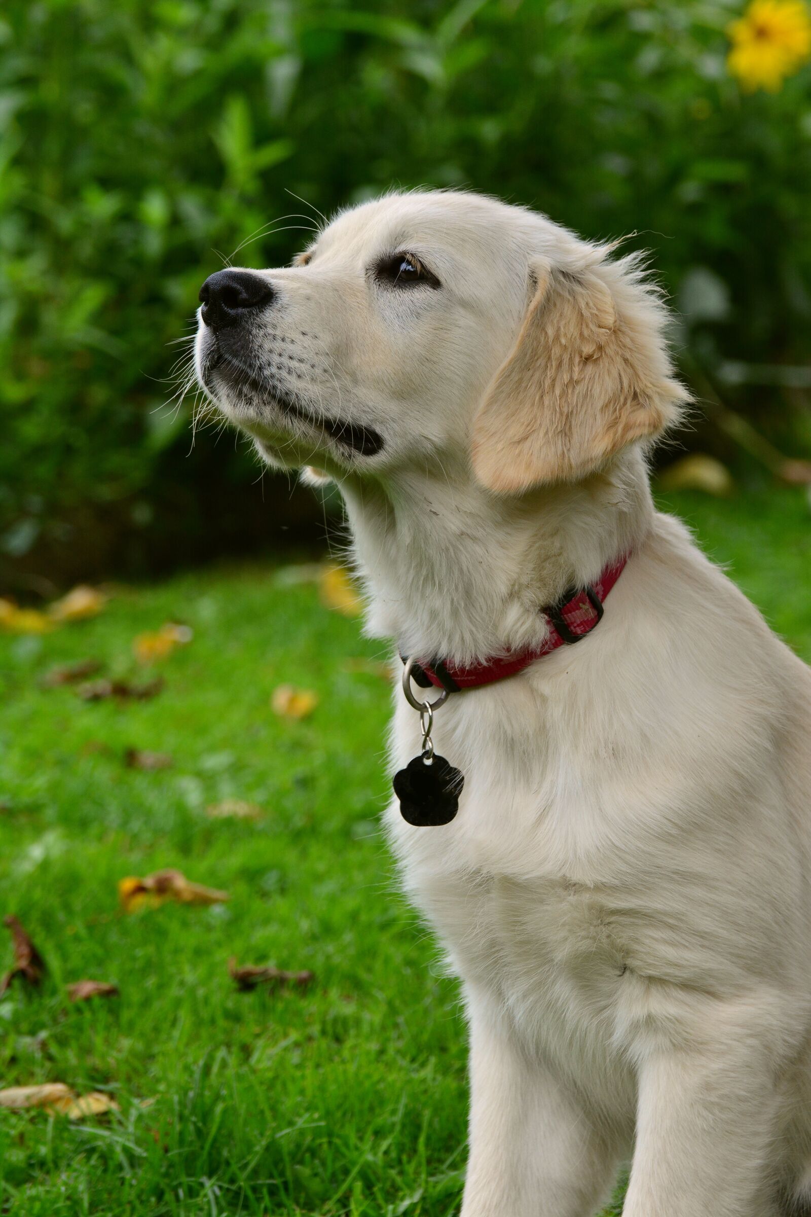 Nikon D5200 sample photo. Dog, golden retriever, puppy photography