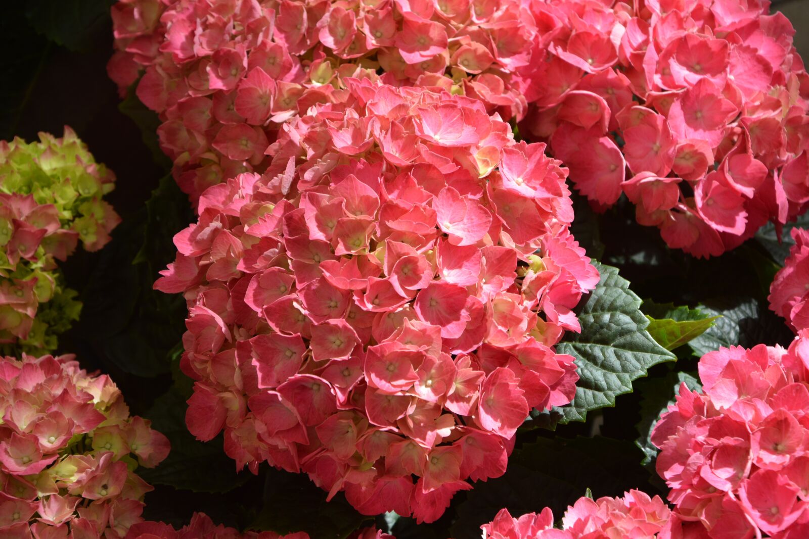 Nikon D5200 sample photo. Hydrangea flower red, green photography