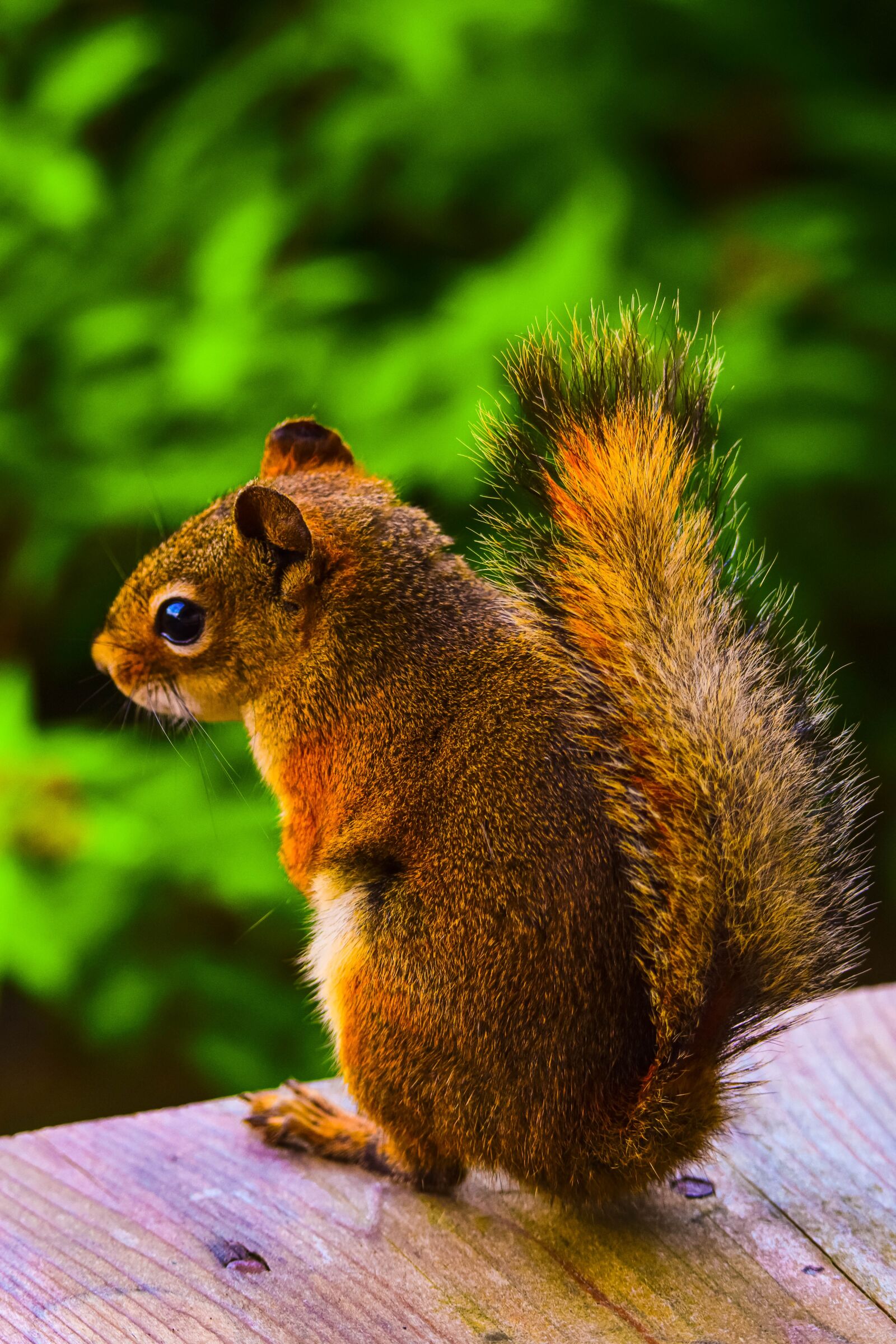 Tamron SP 150-600mm F5-6.3 Di VC USD sample photo. Squirrel, animal, canada photography