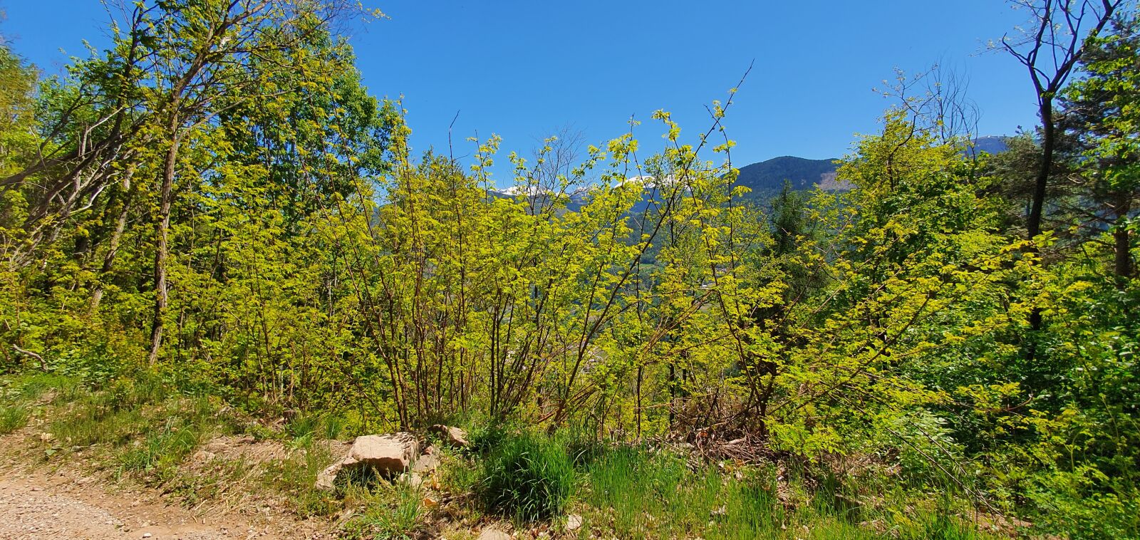 Samsung Galaxy S10+ sample photo. Montagna, fiori, alpi photography