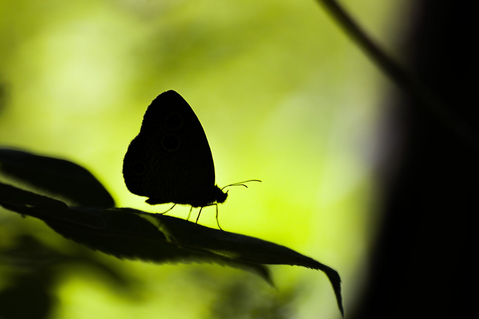 Canon EOS 7D Mark II sample photo. Butterfly, insects, nature photography