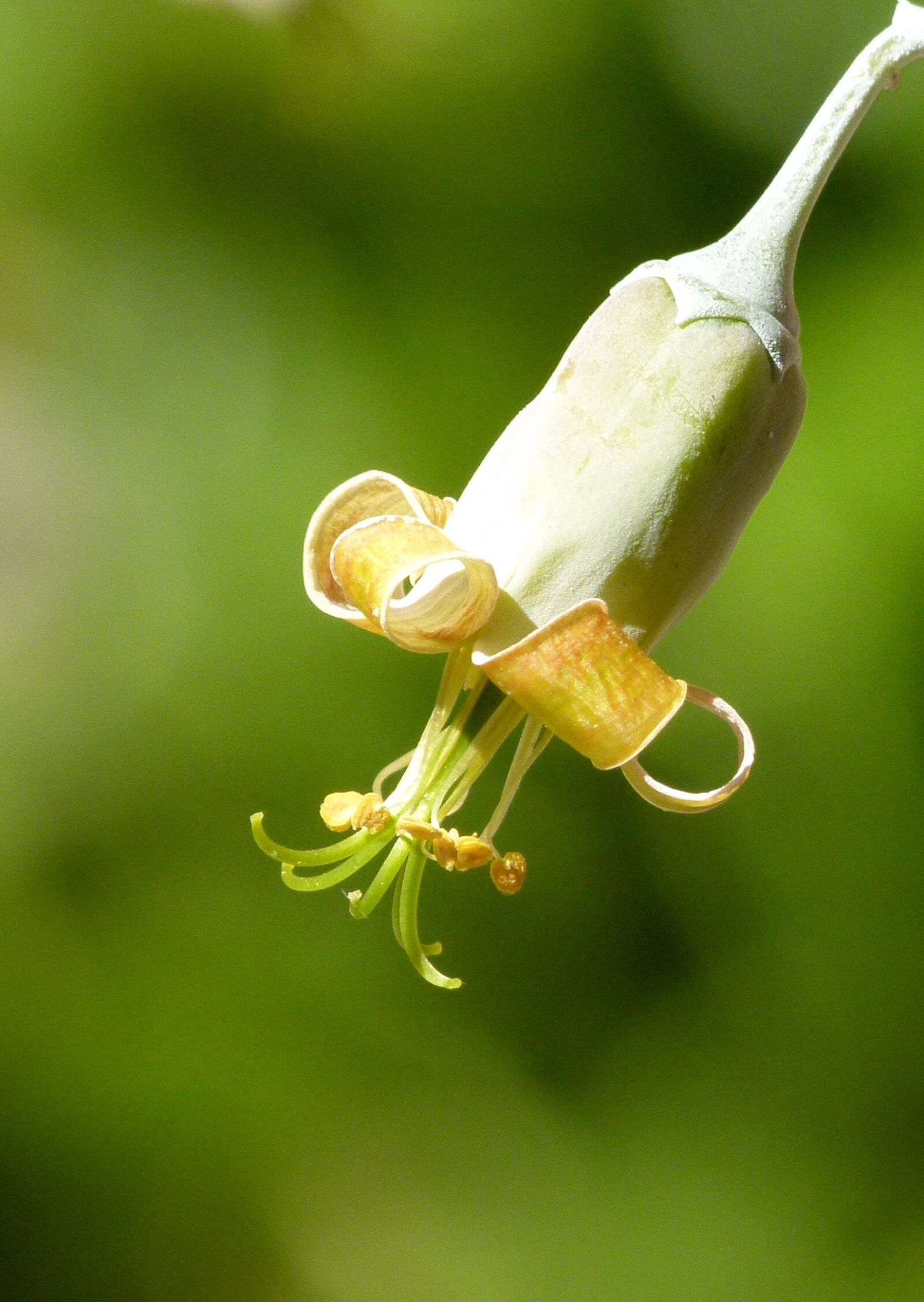 Leica V-Lux 2 sample photo. Flower, bell, detail photography