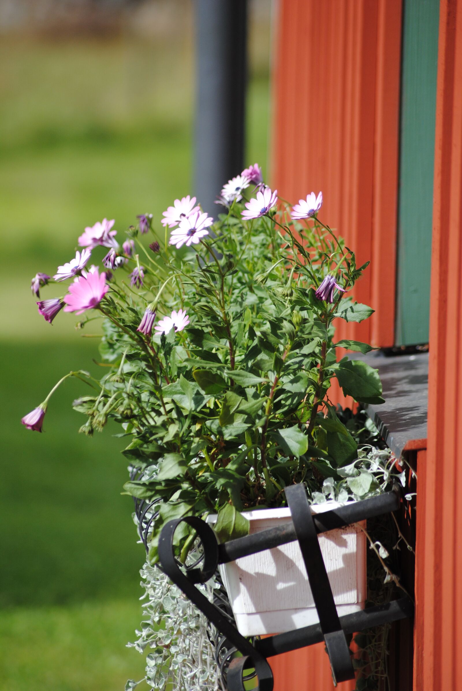 Nikon D3000 sample photo. Nature, flower, summer photography
