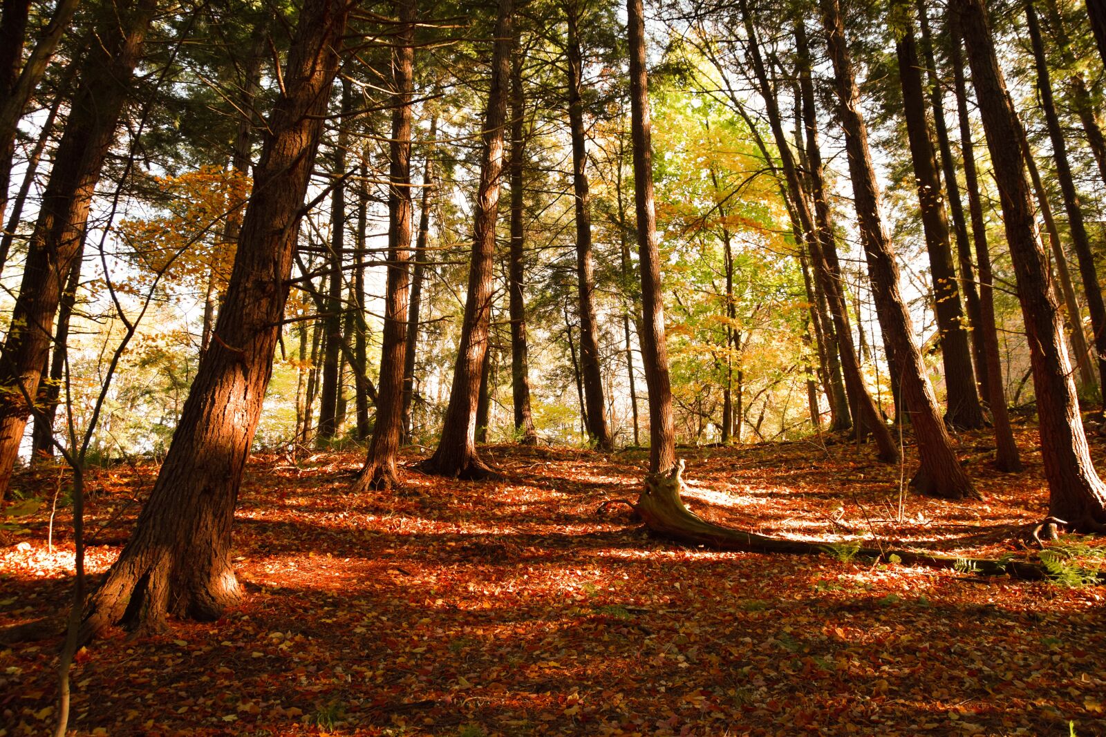 Nikon D5500 sample photo. Fall, autumn, colors photography
