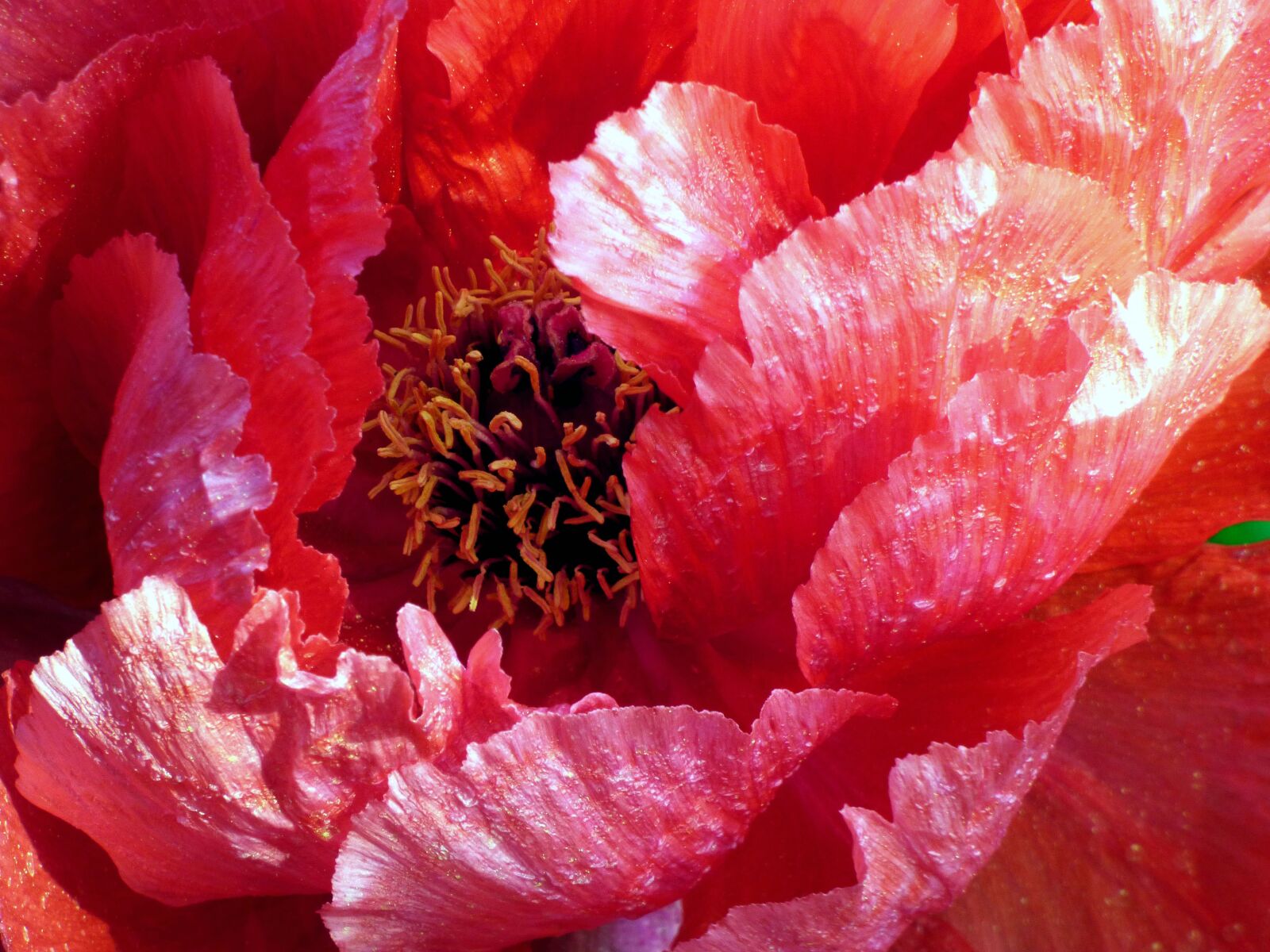 Panasonic DMC-FZ72 sample photo. Peony, petals, silk photography