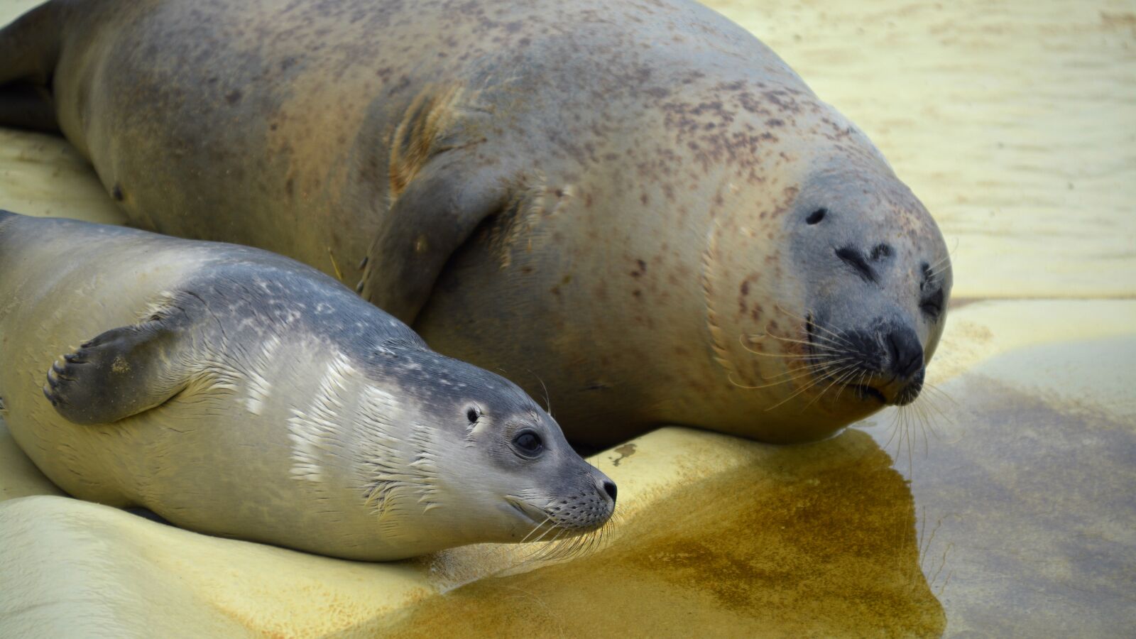 Nikon D5200 sample photo. Robbe, howler, seal photography